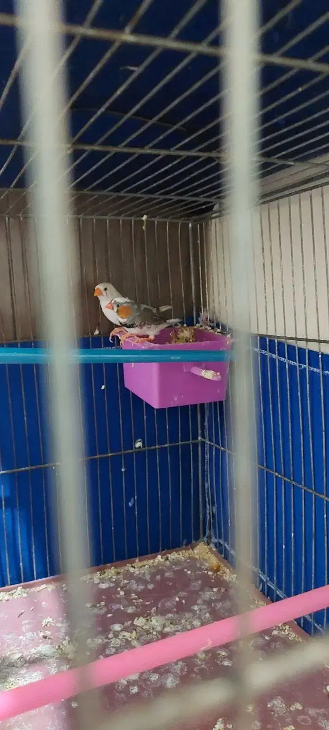 فنچ|پرنده|ری, شهید غیوری (ابن باویه)|دیوار