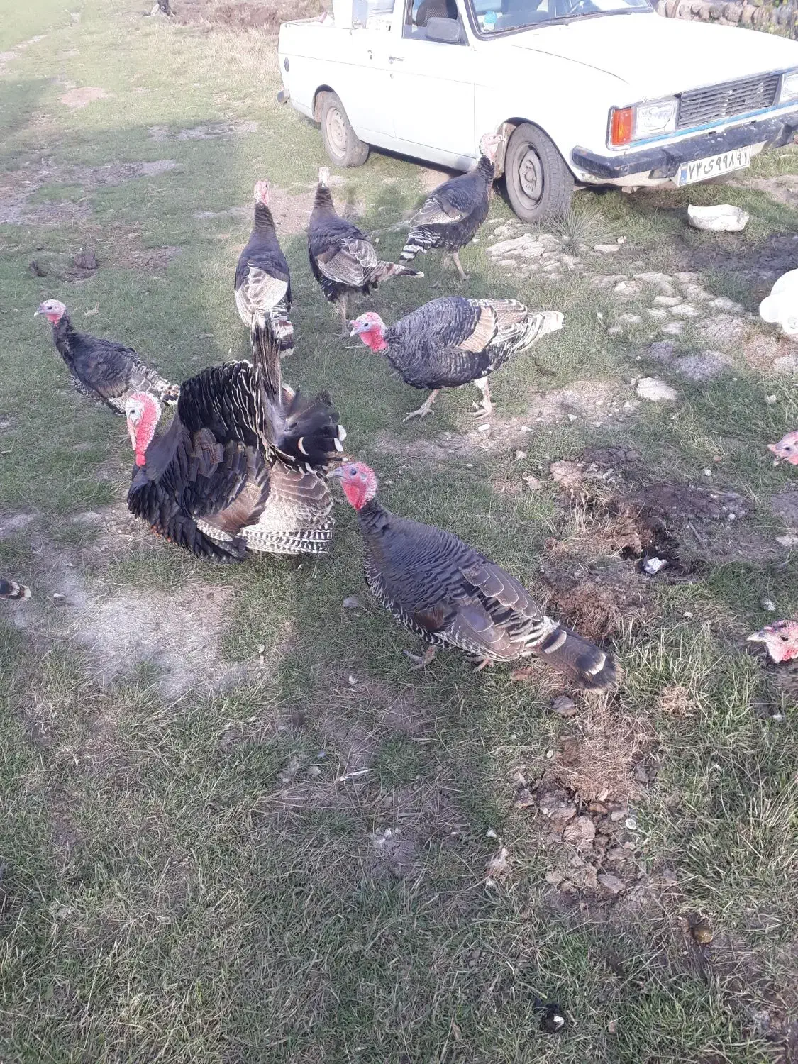 بوقلمون محلی|حیوانات مزرعه|اردبیل, |دیوار