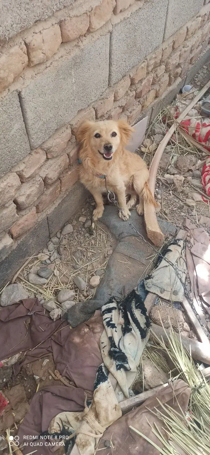 سگ پاکوتاه|سگ|بم, |دیوار