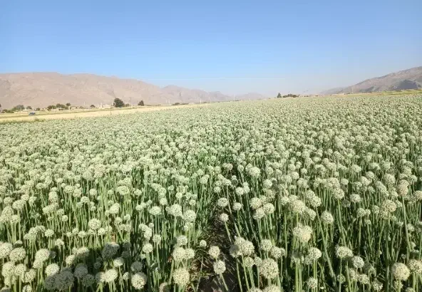 بذر پیاز روز کوتاه|خدمات باغبانی و درختکاری|مرودشت, ولایت|دیوار