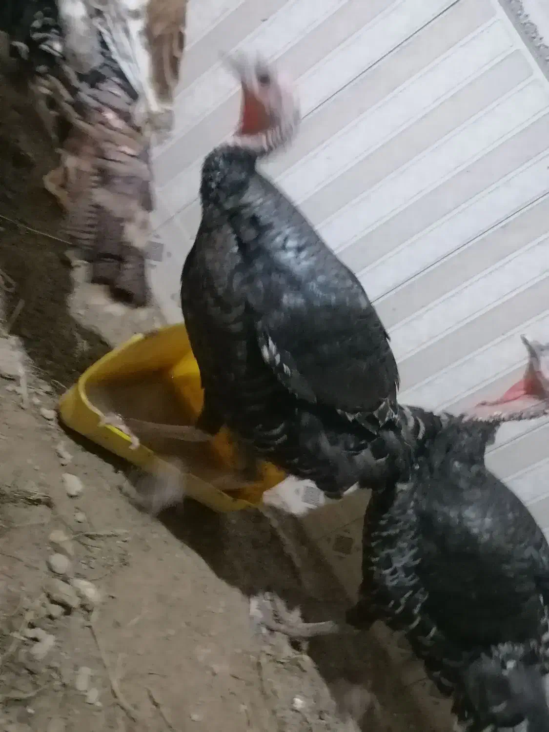 بوقلمون برنز|حیوانات مزرعه|گرگان, |دیوار