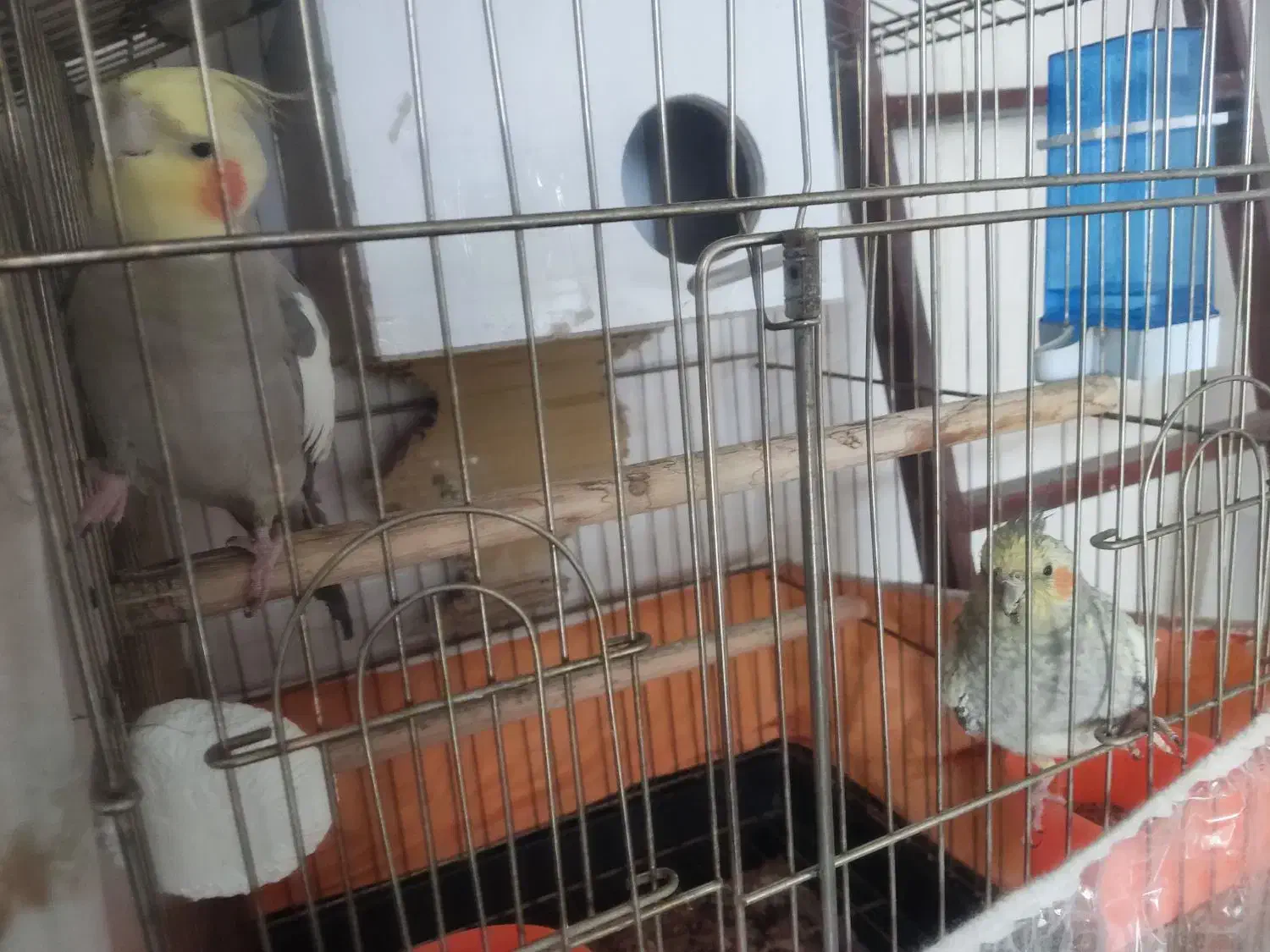 عروس هلندی|پرنده|تهران, جوادیه تهرانپارس|دیوار