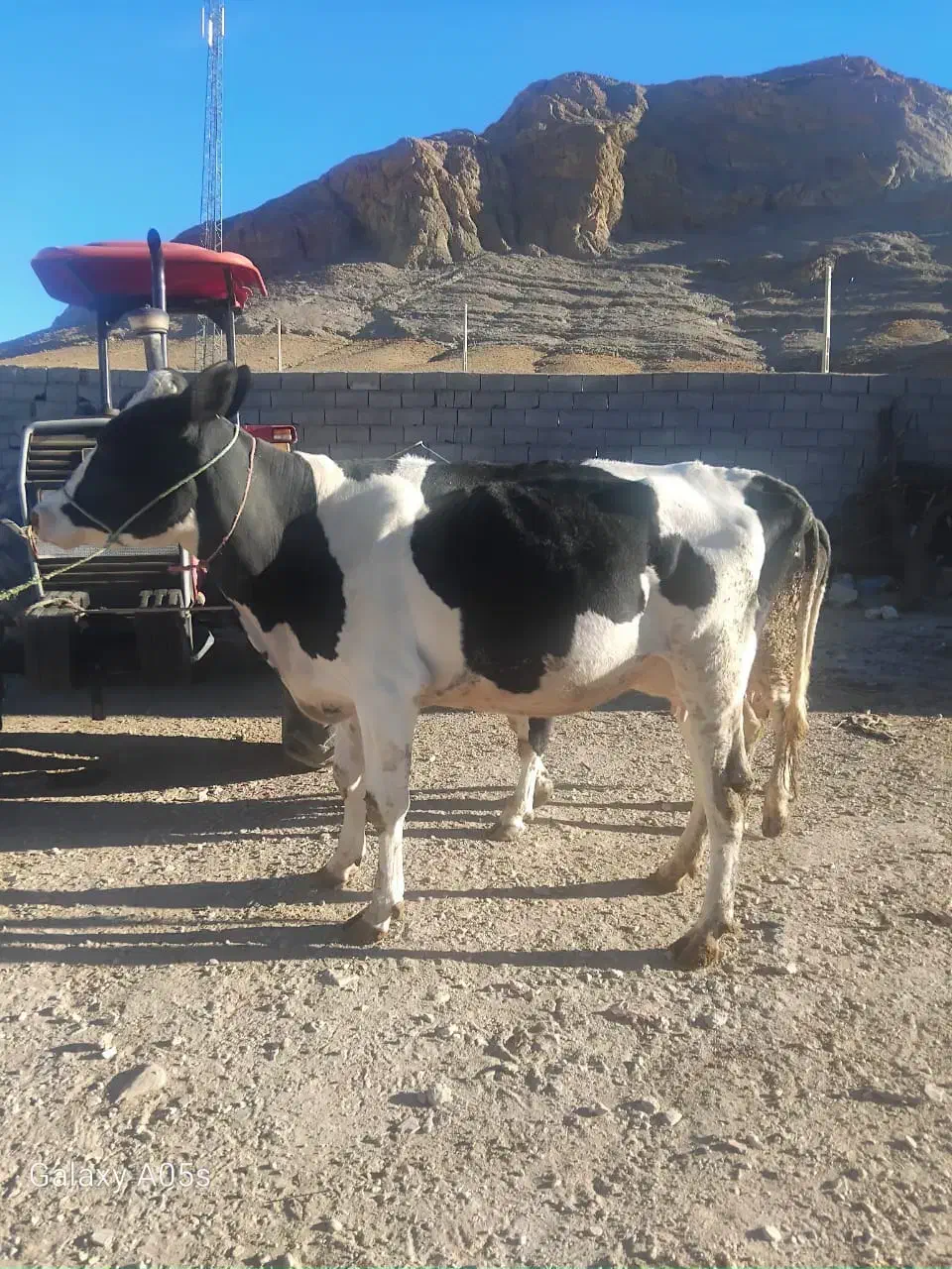 گاو|حیوانات مزرعه|گلپایگان, |دیوار