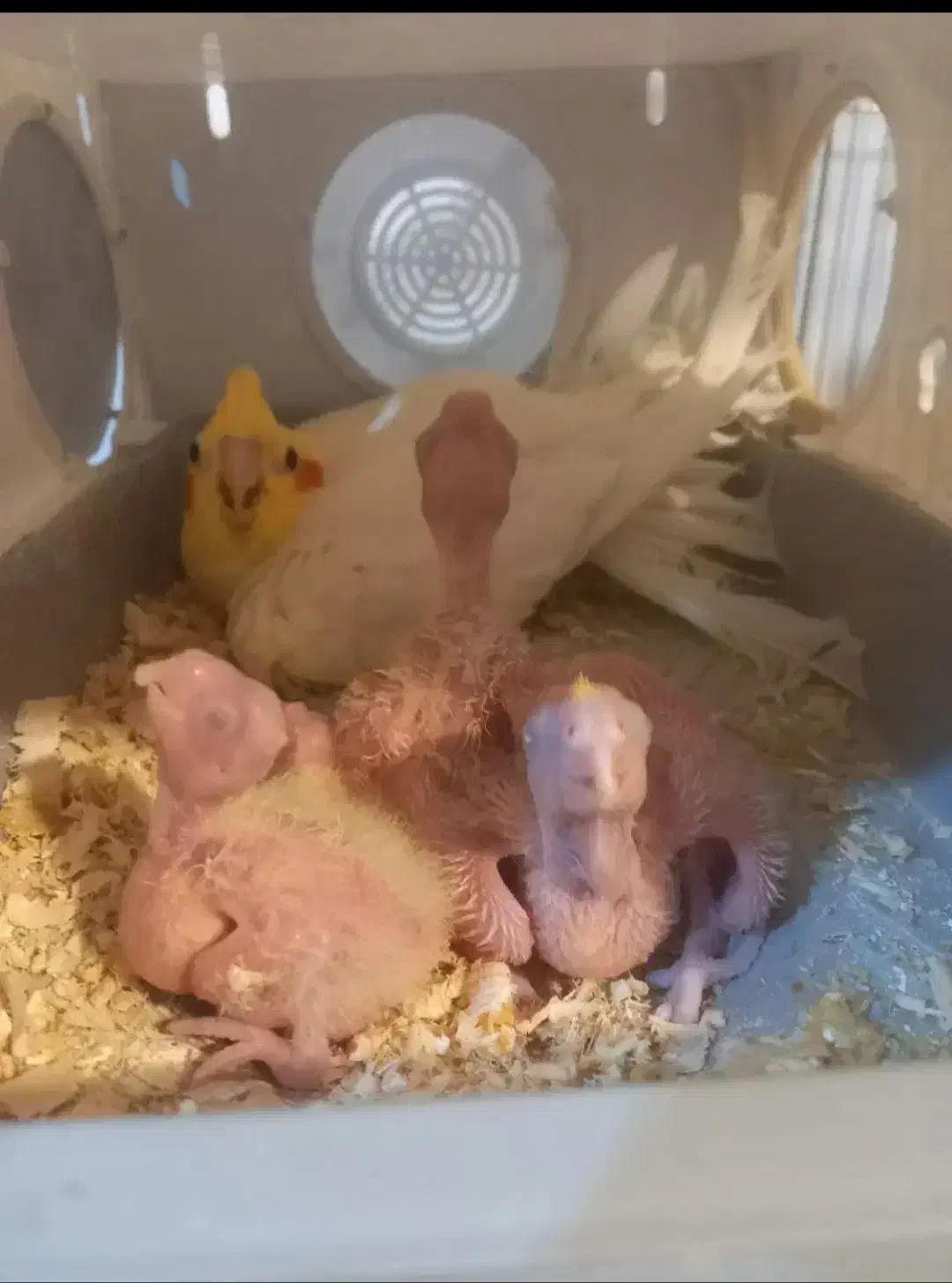 جفت عروس هلندی|پرنده|خرمشهر, |دیوار