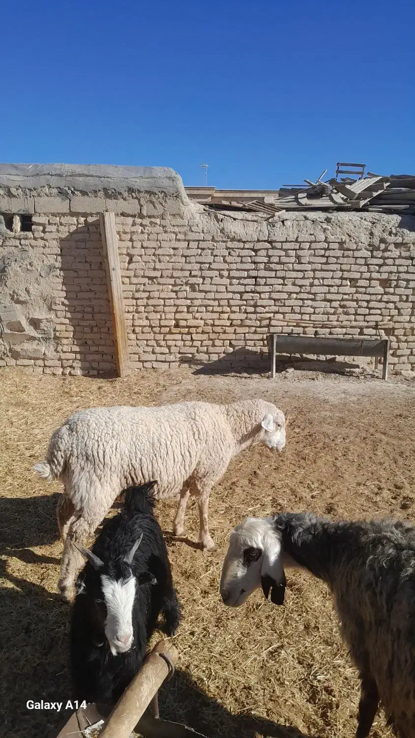 قوچ ایلدوفرانسه|حیوانات مزرعه|آباده, |دیوار