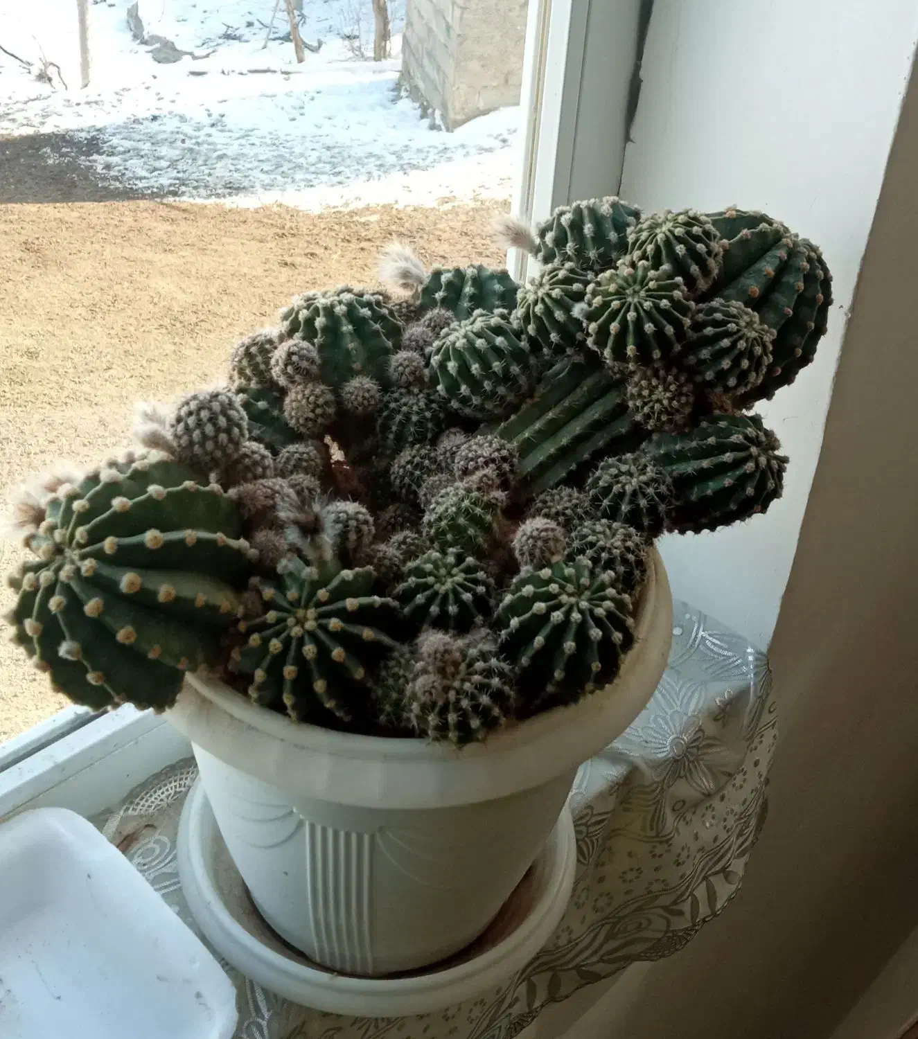 گل کاکتوس|گل و گیاه طبیعی|گرمخان, |دیوار