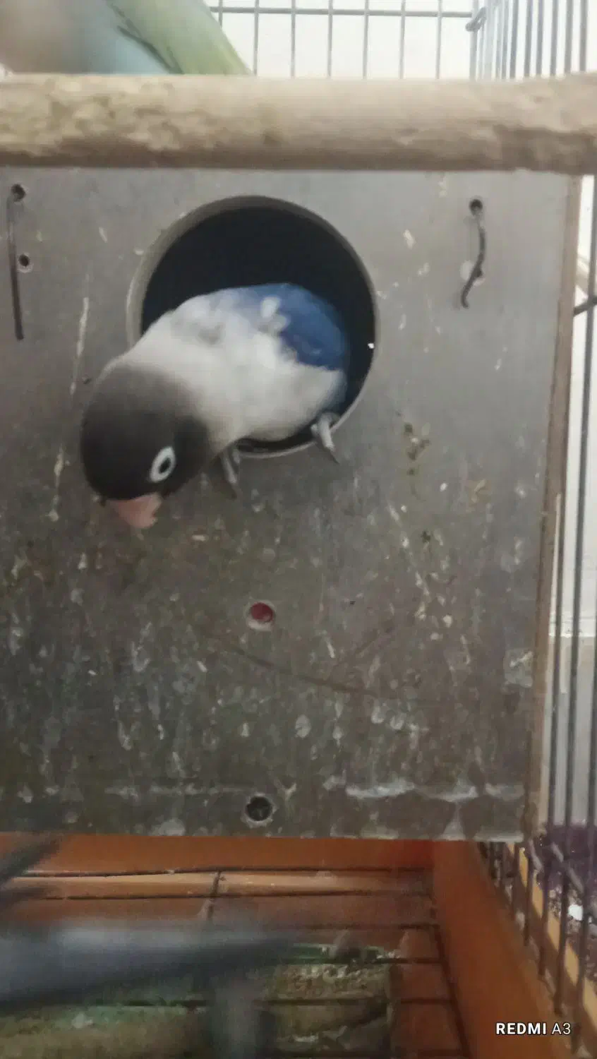 طوطی برزیلی|پرنده|بندر امام خمینی, |دیوار