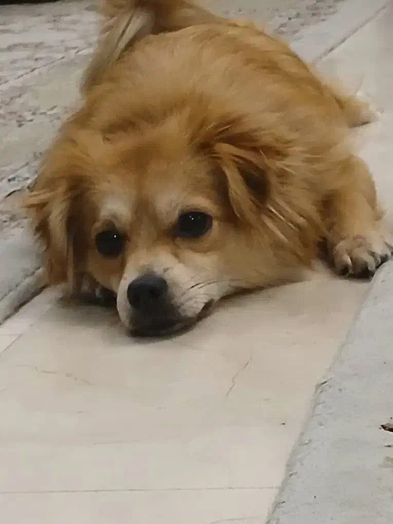 گمشده . مژدگانی ویژه|حیوانات|تهران, مینی‌سیتی (شهرک نفت)|دیوار