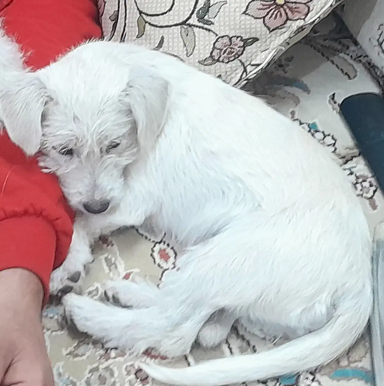 سگ پا کوتاه|سگ|کاشمر, |دیوار