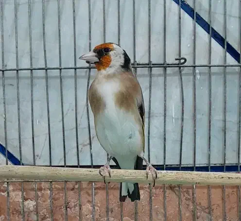 دو عدد سهره بلند و درشت جفتی در رزن|پرنده|رزن, |دیوار