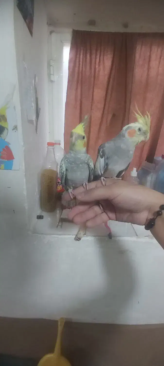 عروس هلندی و برزیلی|پرنده|خلخال, |دیوار