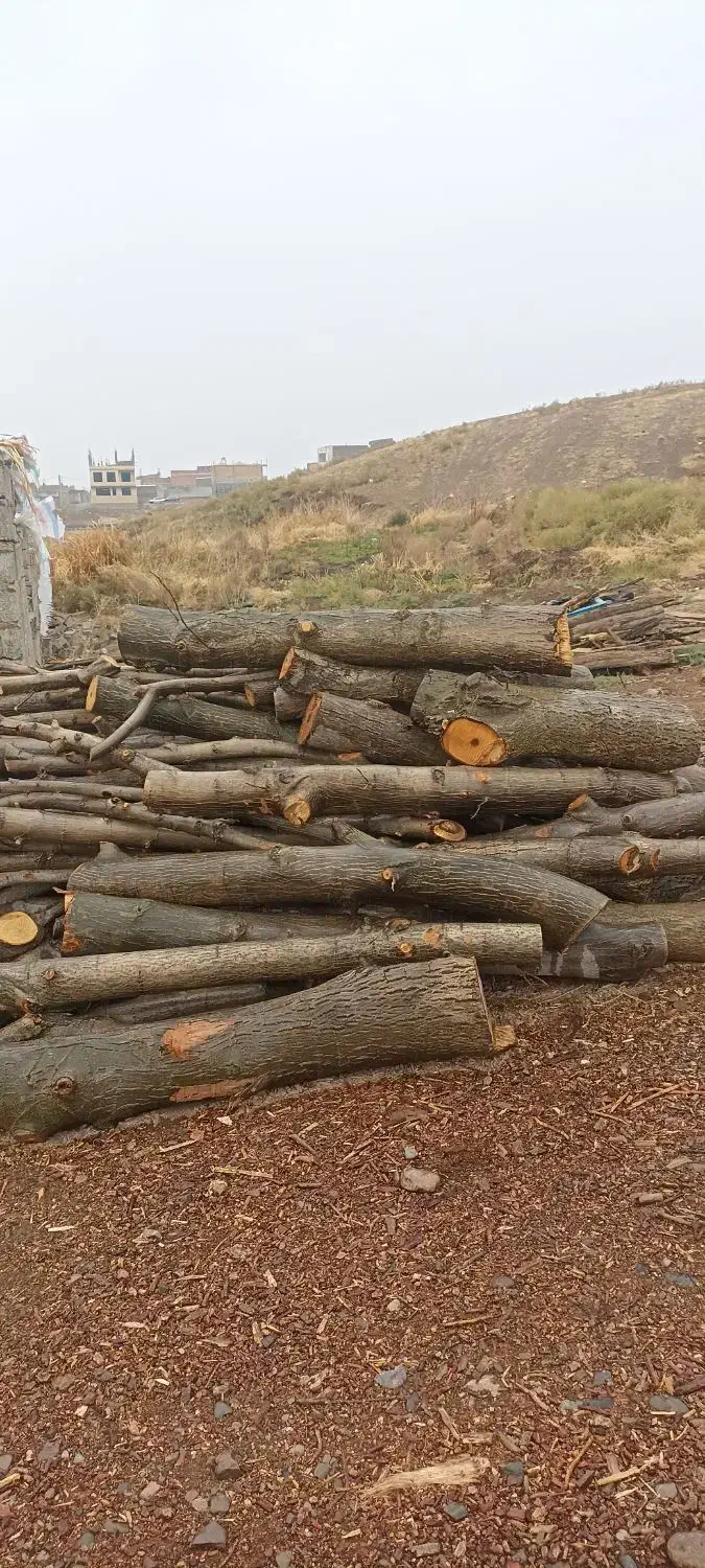 خرید انواع چوب چوب گردوقطربالاباقیمت روز|خدمات باغبانی و درختکاری|شاهین دژ, |دیوار