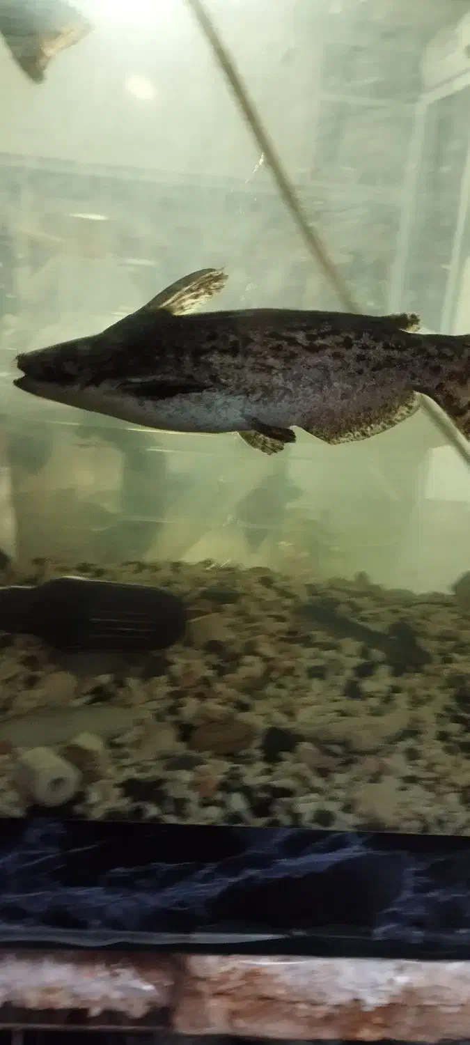 ماهی کت چوبی پنکوسی|ماهی|مشهد, قائم|دیوار