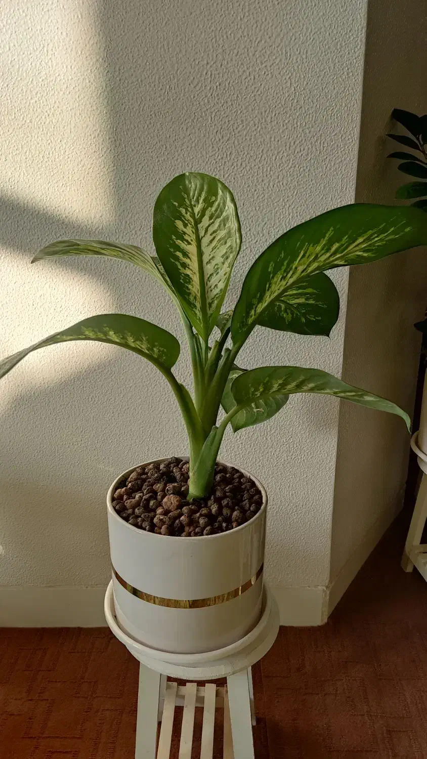 گلهای زیبا برای روز مادر که ماندنی باشه|گل و گیاه طبیعی|شاهینشهر, فدک|دیوار