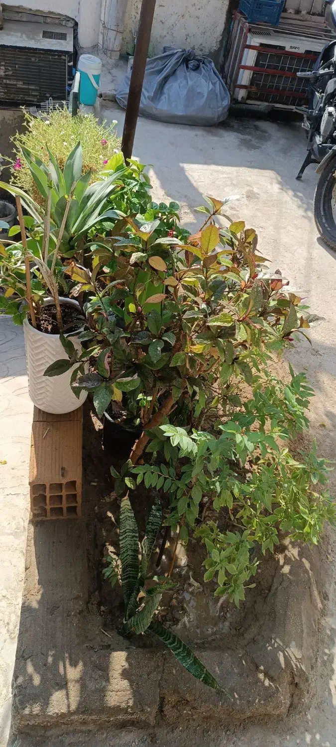 ارَس کاری درخت و تمیزکاری درخت|خدمات باغبانی و درختکاری|قشم, |دیوار