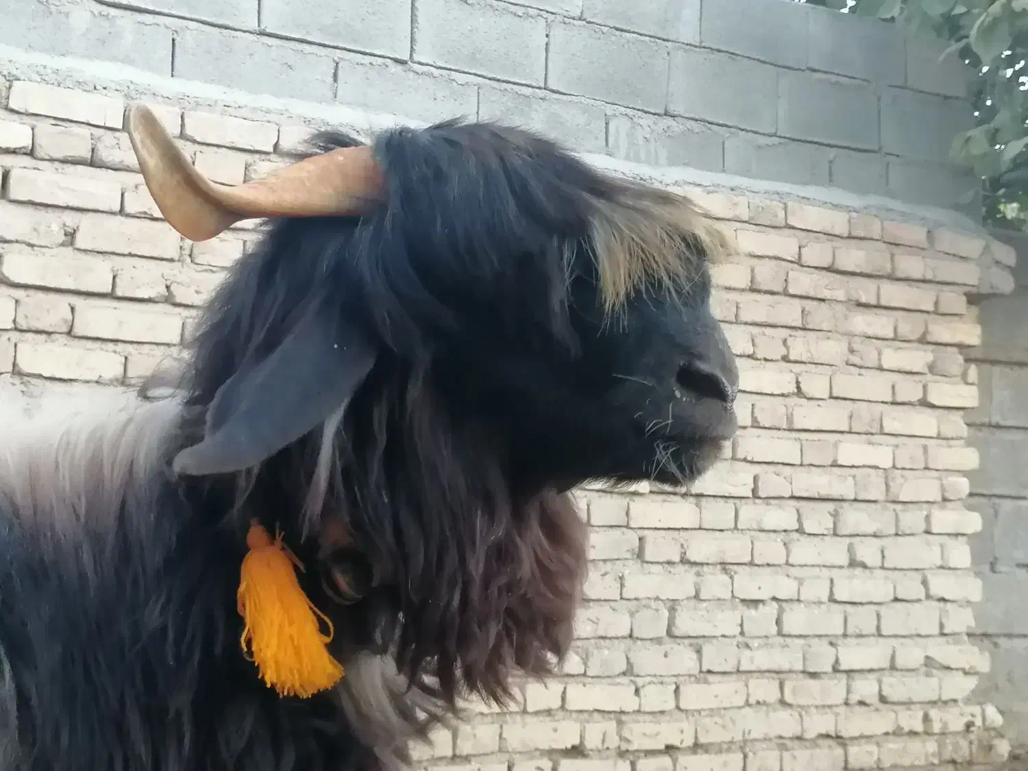 بره نر قوچی   کهره  بز  میش  قوچ|حیوانات مزرعه|شیراز, گویم|دیوار