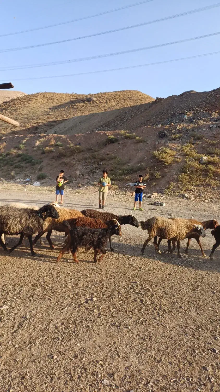 بزغاله|حیوانات مزرعه|لواسان, |دیوار