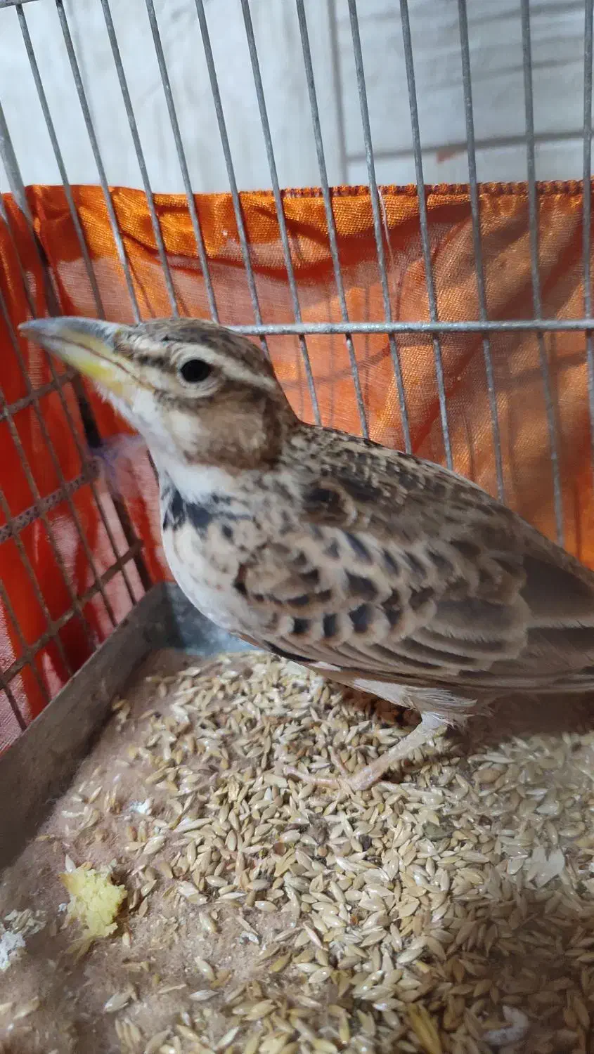 جوجه سهره قناری|پرنده|اردبیل, |دیوار