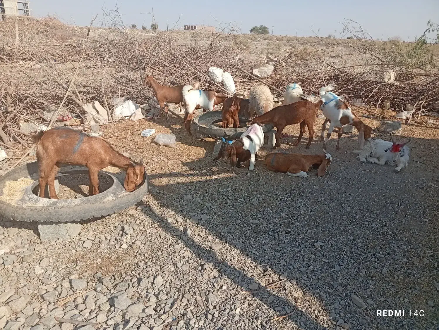 گوسفند|حیوانات مزرعه|کهنوج, |دیوار