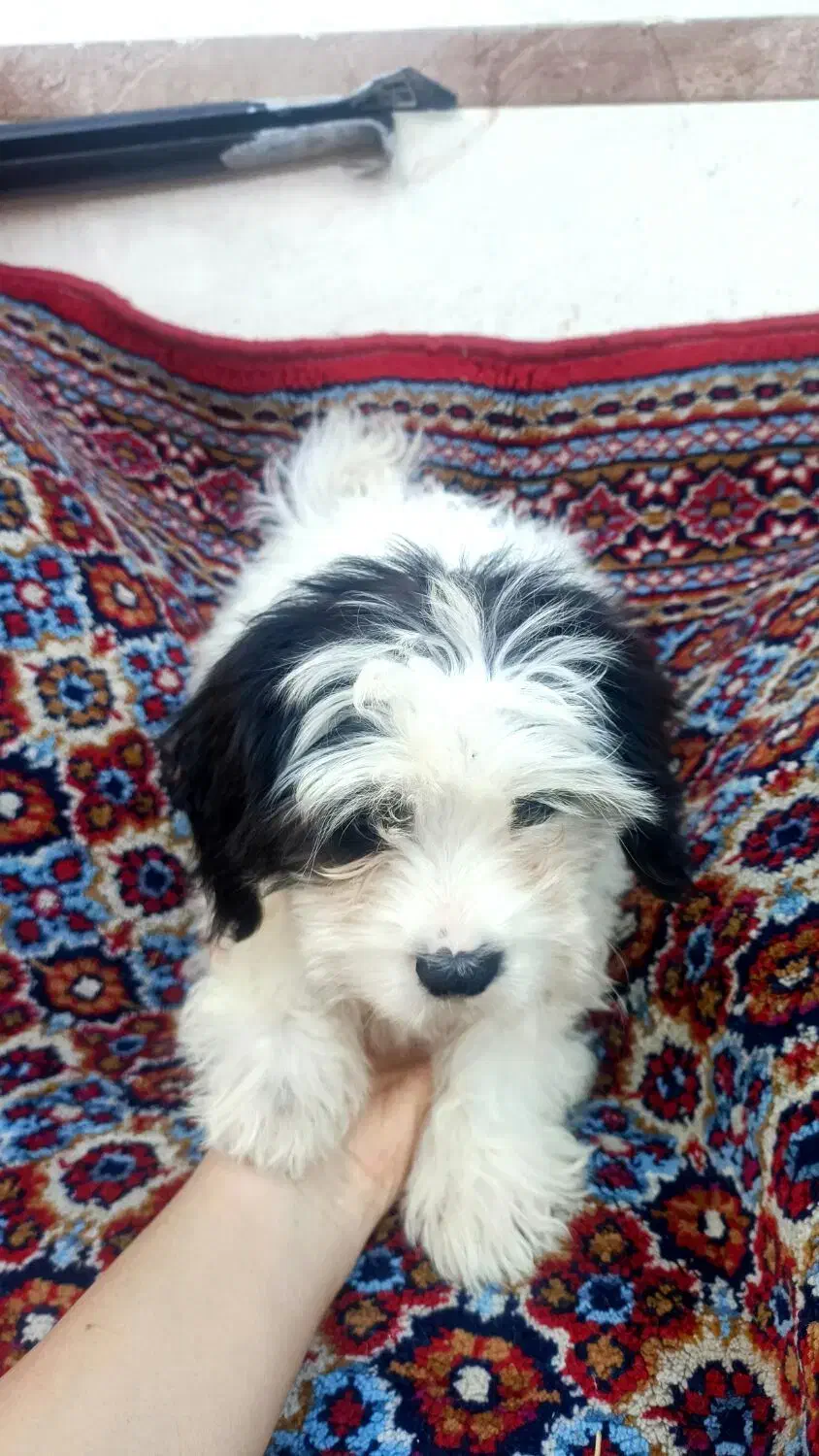 سگ شیتزو نر ۲ نیم ماهه فقط ۵|سگ|رشت, منظریه|دیوار