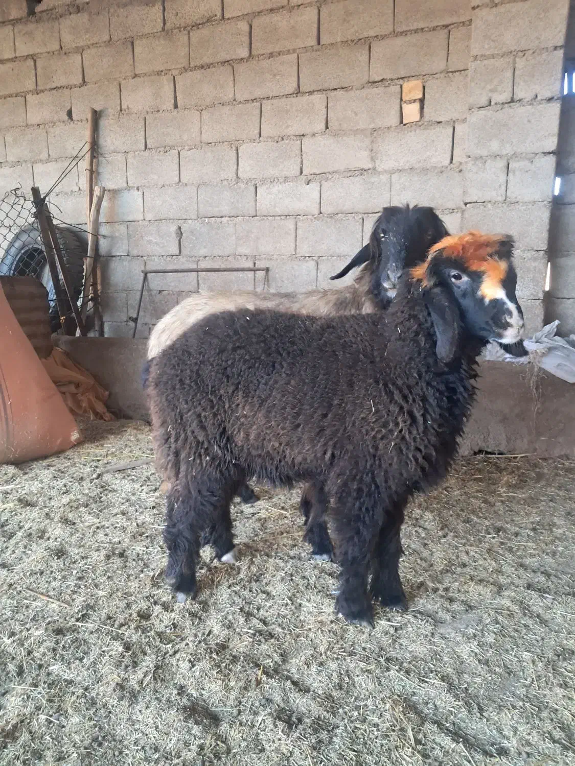 میش ،بره ،شیشک، بز،بیگ|حیوانات مزرعه|گتوند, |دیوار