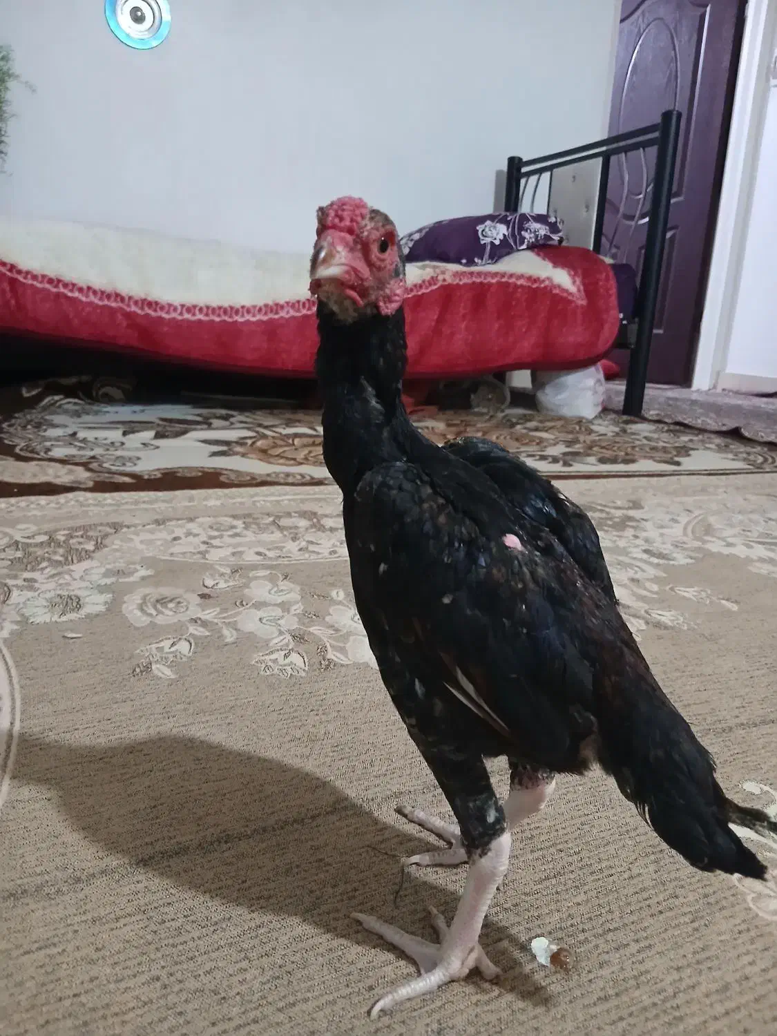 فروش 3خروس|حیوانات مزرعه|کرانی, |دیوار