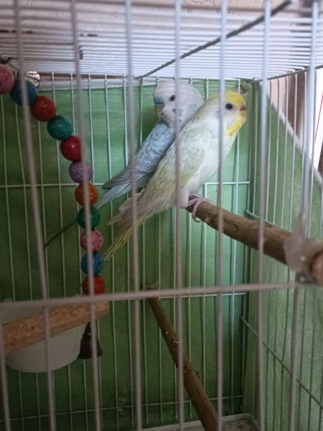 مرغ عشق جفت|پرنده|بردسکن, |دیوار