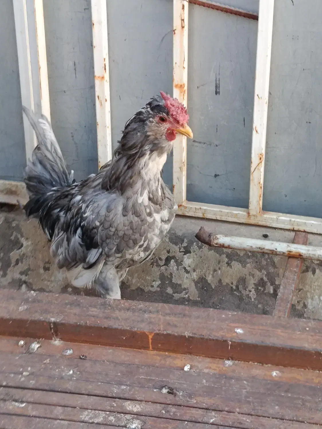 خروس‌گلین‌جوان|حیوانات مزرعه|اقبالیه, |دیوار