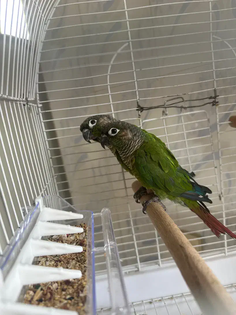 یک جفنت گرینچک|پرنده|سنندج, |دیوار