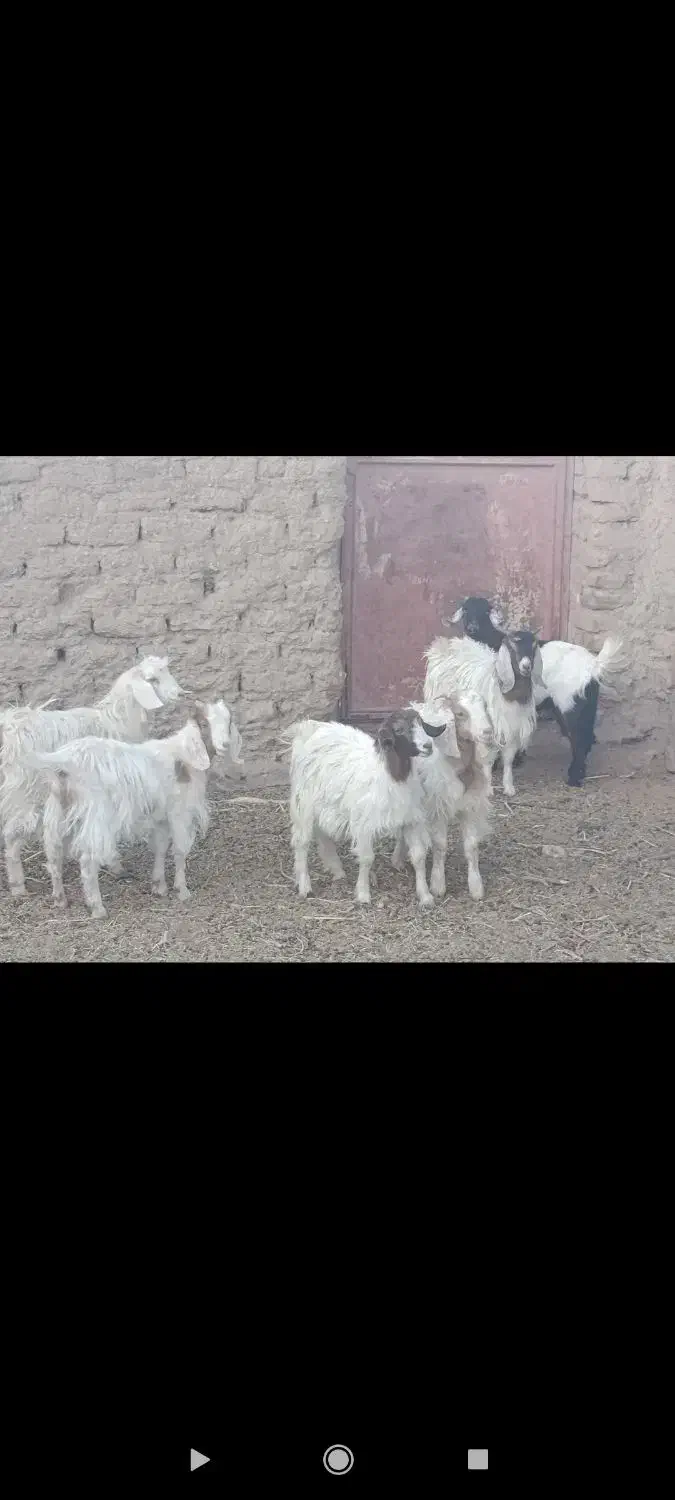 بزغاله دورگ بره ماده موتورلیفان خشک اگهی درست بخون|حیوانات مزرعه|گزیک, |دیوار