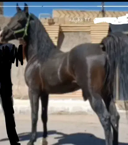 اسب نریان|اسب و تجهیزات اسب‌سواری|بم, |دیوار