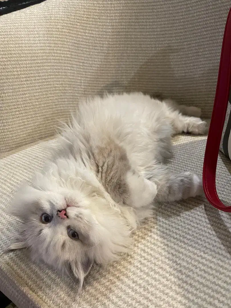 ۲ توله گربه بریتیش و مادر ( اصل )|گربه|تهران, آهنگ|دیوار