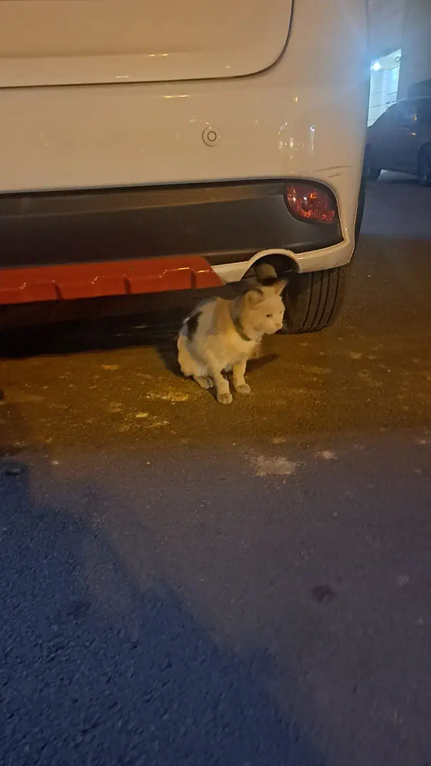 گربه پیدا شده|حیوانات|شیراز, شاهجیان|دیوار