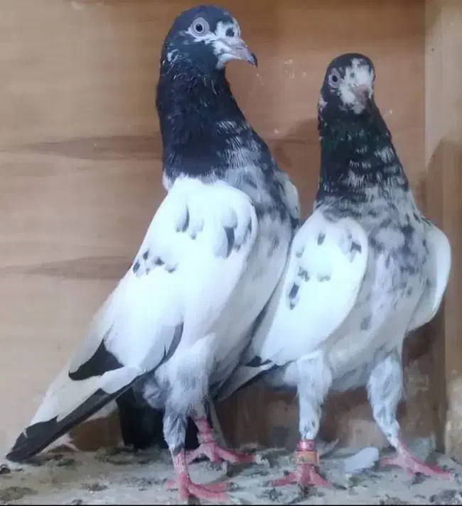 کبوترتیدی بلندپرواز|پرنده|تهران, کوی بیمه|دیوار