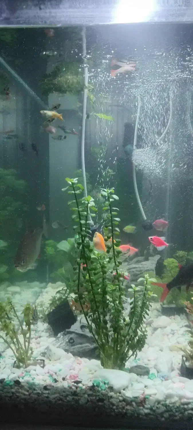 ماهی و اکواریوم|ماهی|تهران, مرزداران|دیوار