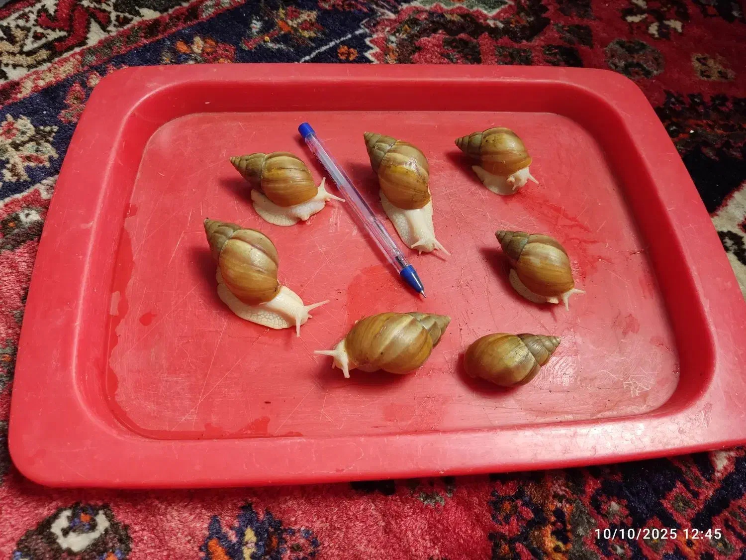 فروش حلزون|خزنده|شیراز, فضل‌آباد|دیوار