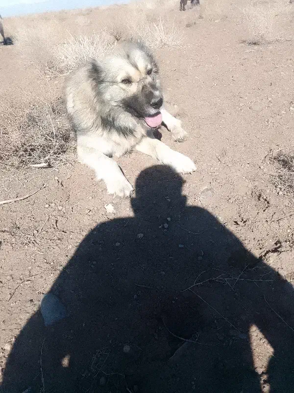 سگ گله|سگ|میان جلگه, |دیوار