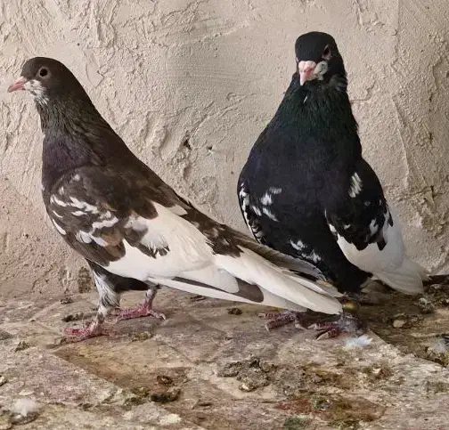 یجف یال نروماده درجه یک بشرط تخموجوجه|پرنده|طسوج, |دیوار