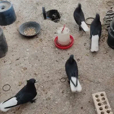 ماده سیاه دم سفید|پرنده|بهبهان, |دیوار