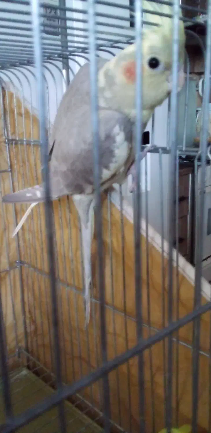 جوجه عروس هلندی نر 2ماهه دستی ودونخور|پرنده|اصفهان, عطار نیشابوری|دیوار