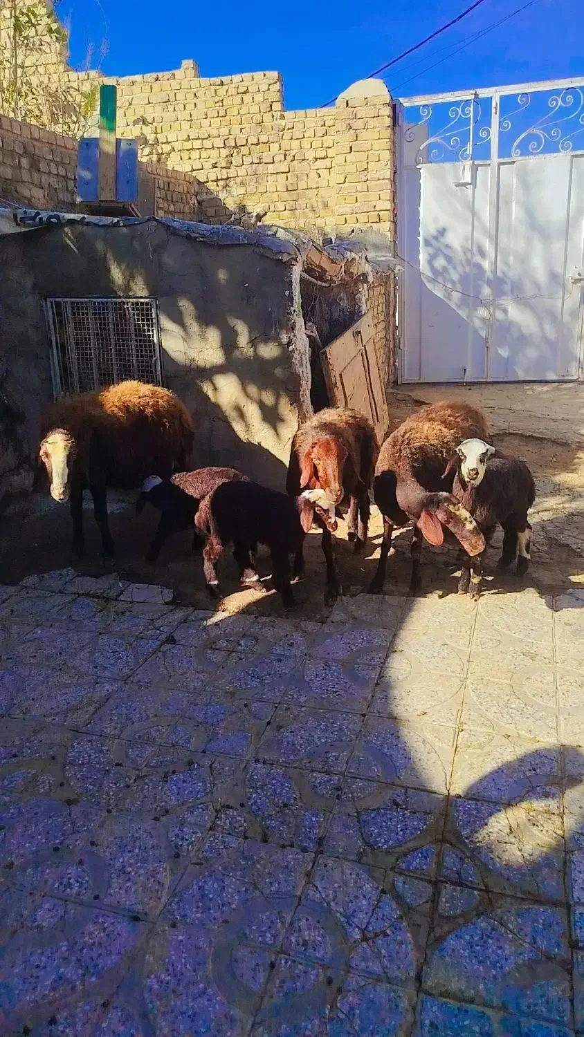 سه عدد میش و بره|حیوانات مزرعه|بروجرد, |دیوار