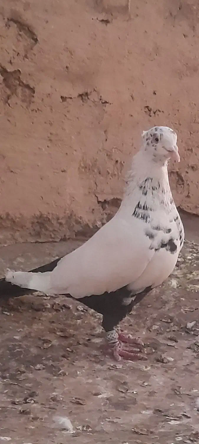 کبوتر|پرنده|کرج, کمال‌شهر|دیوار