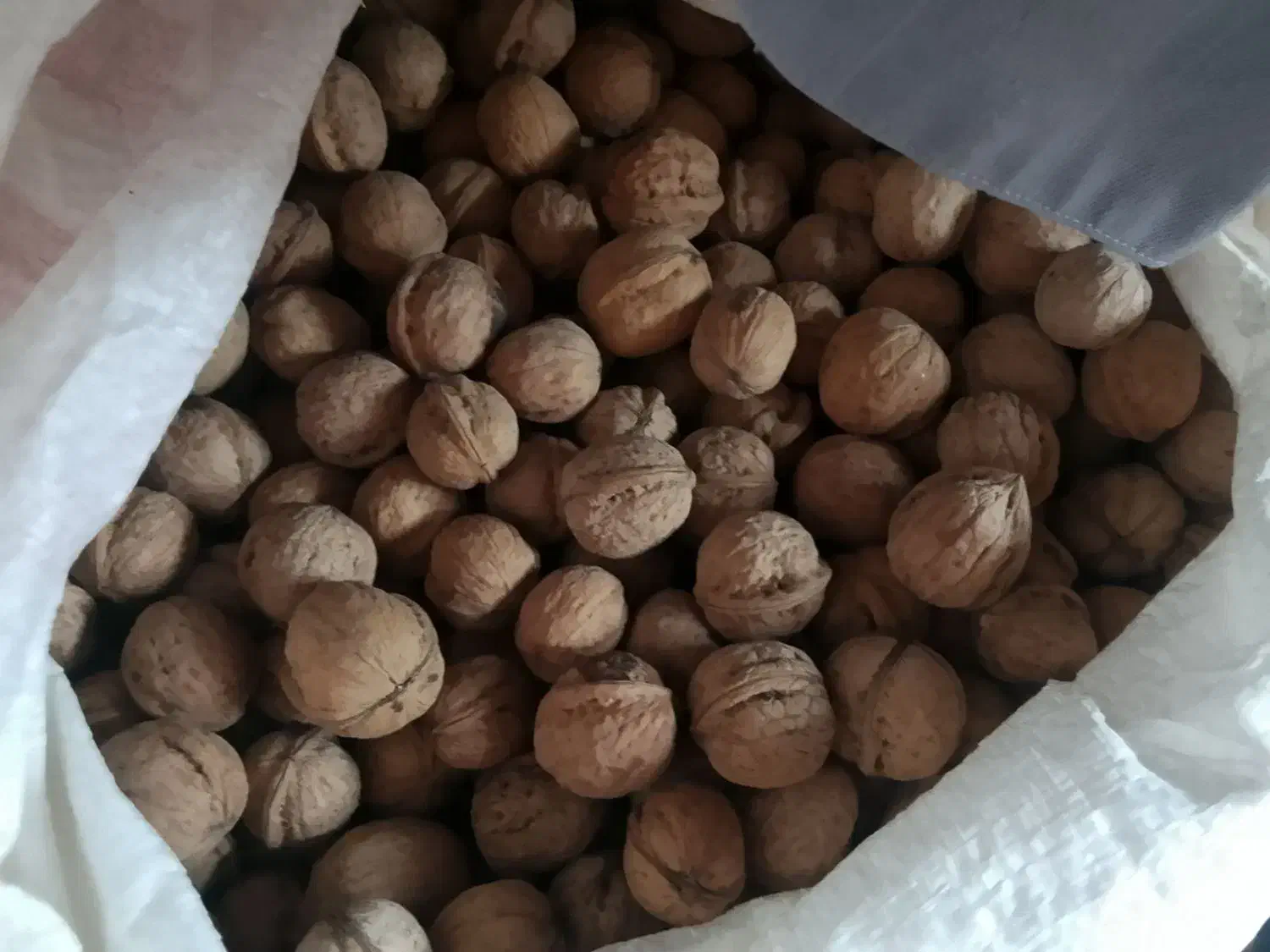 گردو|خوردنی و آشامیدنی|نالوس, |دیوار