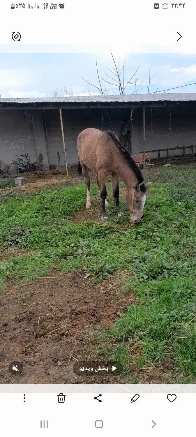 مادیان ترکمن اصیل|اسب و تجهیزات اسب‌سواری|رشت, لاکان|دیوار