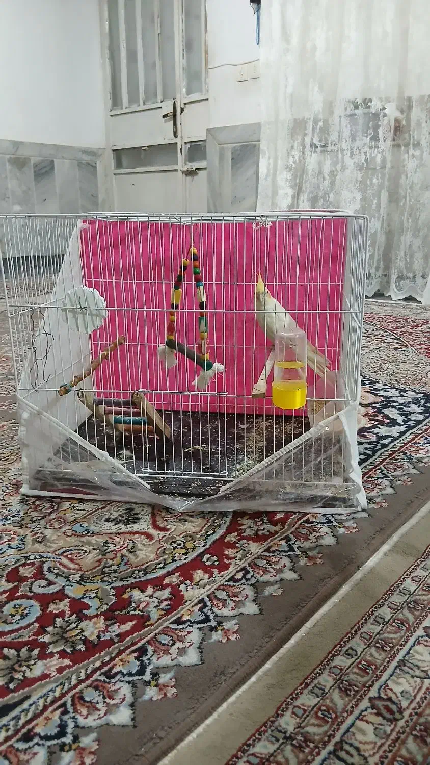 عروس هلندی باقفس|پرنده|شیروان (خراسان), |دیوار