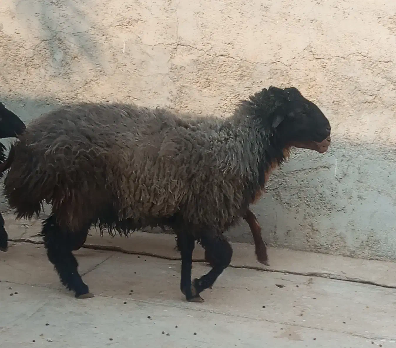 بره نر|حیوانات مزرعه|خورموج, |دیوار