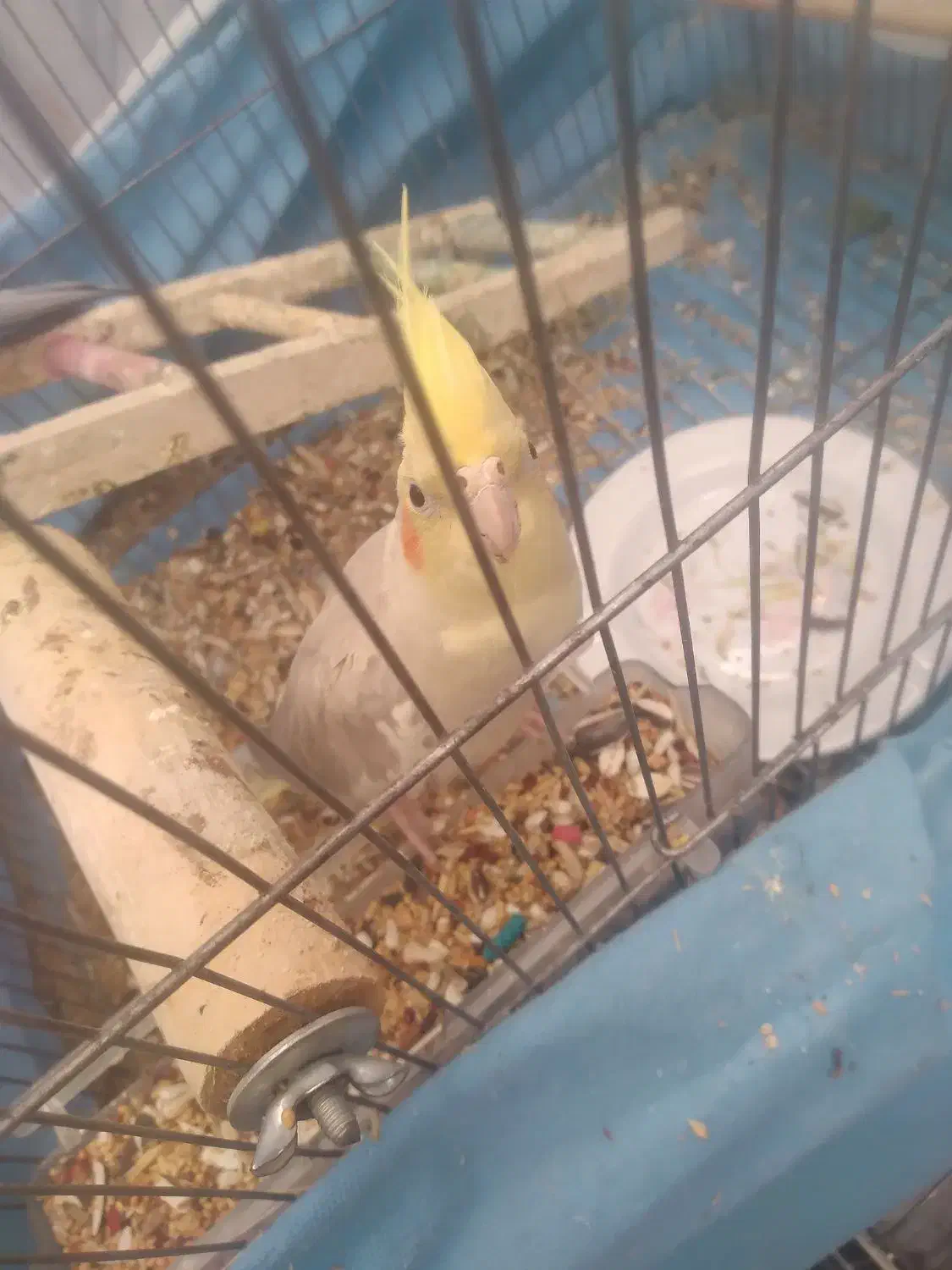 عروس هلندی|پرنده|کنگاور, |دیوار