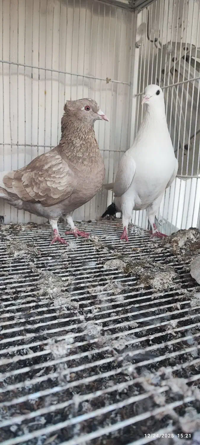 کبوتر|پرنده|مشهد, جوادیه|دیوار