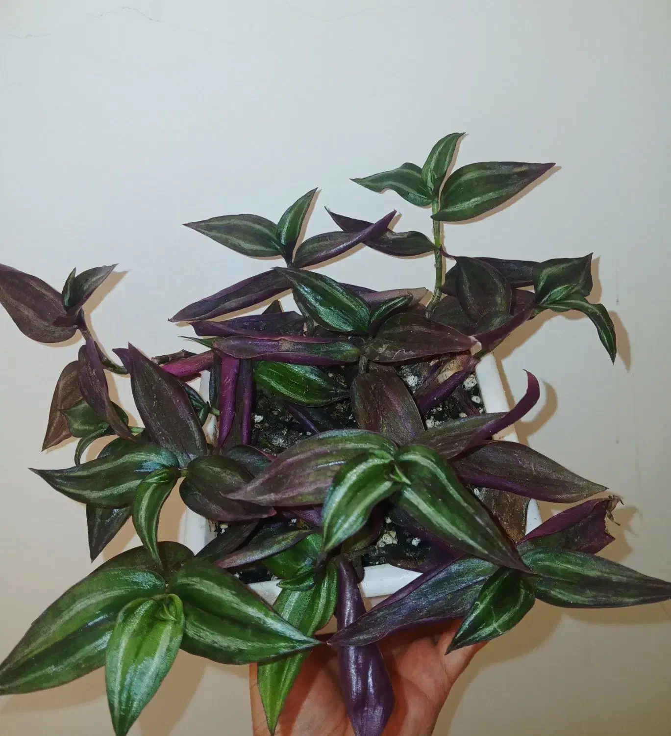 گل طبیعی|گل و گیاه طبیعی|شاهرود, |دیوار