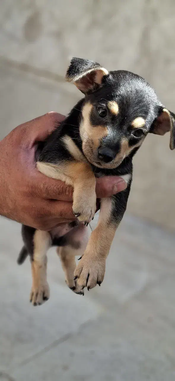 سگ دوبرمن مینیاتوری پینچر|سگ|کرمانشاه, |دیوار